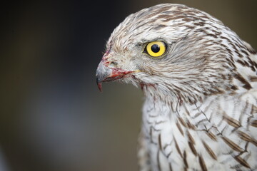 The hawk is a bird of prey in the family Accipitridae of the order Accipitridae