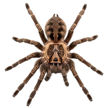  top view of a large brown tarantula spider with detailed legs and body, isolated on transparent background