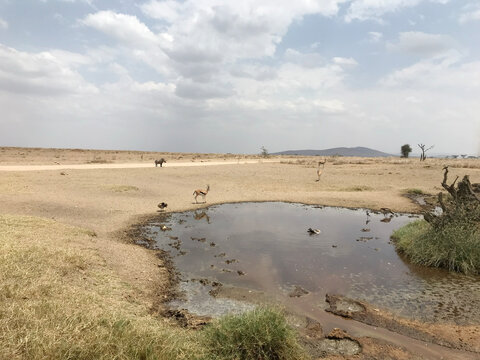 A peaceful African watering hole where antelope, a warthog, and birdlife come together to share a vital source of water in the heart of the wilderness - Powered by Adobe