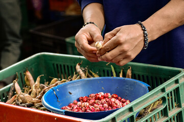 Peeling fresh red beans at a Colombian farmer’s market