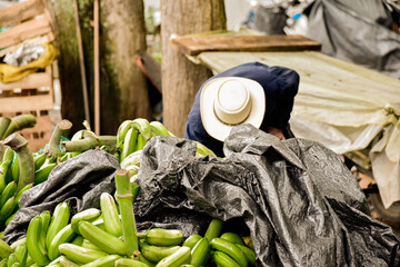 Market worker with hat organizing green plantains at stall © Maramuse