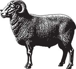 Merino Sheep Vector Silhouette