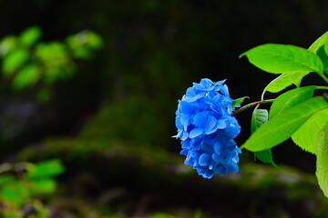 水道山公園のアジサイ（新潟県）