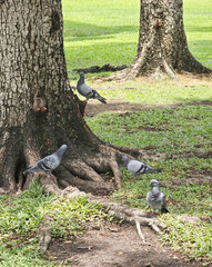 pigeon live in the garden
