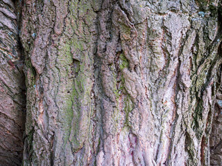 Closeup texture of Ginkgo biloba tree bark with deep grooves, natural patterns, and moss, taken in a public park.