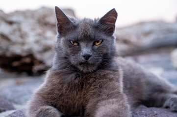 an old gray cat