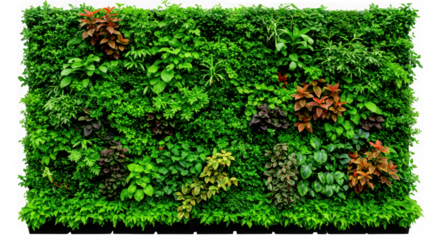 Lush green living wall with vibrant red foliage accents isolated on transparent background