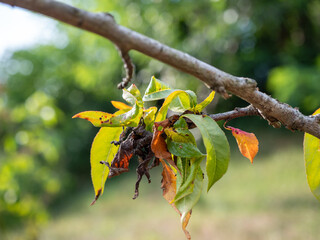 Closeup of diseased peach tree leaves with visible leaf curl symptoms and browning, on a branch in a natural orchard environment.
