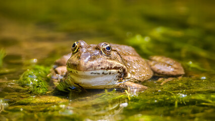 Portrait of a Lowland frog on water plants in a pond on the edge of a forest. Pelophylax ridibundus, Touraine, Indre et Loire 37, région Centre Val de Loire, France, European Union, Europe