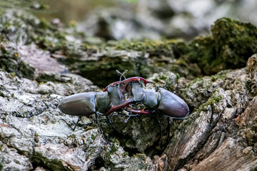 Male stag beetles fighting on an oak tree. Lucanus cervus
