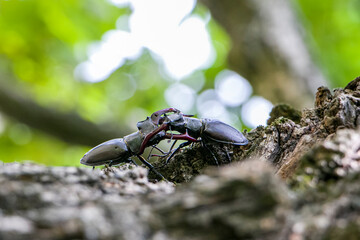 Male stag beetles fighting on an oak tree. Lucanus cervus