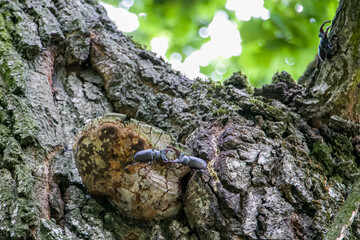 Male stag beetles fighting on an oak tree. Lucanus cervus