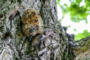 Male stag beetles fighting on an oak tree. Lucanus cervus