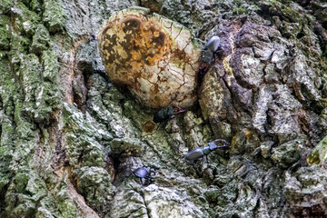 Male stag beetle. Stag beetle in its natural habitat. Lucanus cervus