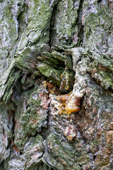 Pine Tree Resin. Solid amber resin drop on a pine tree bark . Tree resin flows from the trunk of a pine tree