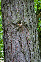 Pine Tree Resin. Solid amber resin drop on a pine tree bark . Tree resin flows from the trunk of a pine tree