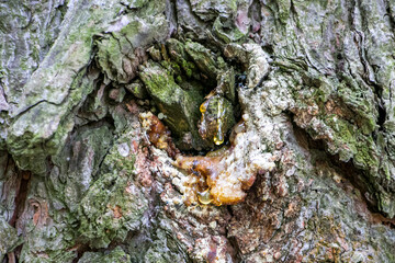 Pine Tree Resin. Solid amber resin drop on a pine tree bark . Tree resin flows from the trunk of a pine tree
