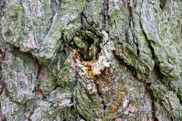 Pine Tree Resin. Solid amber resin drop on a pine tree bark . Tree resin flows from the trunk of a pine tree
