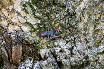Stag beetle male. Stag beetle on an old oak tree. Lucanus cervus