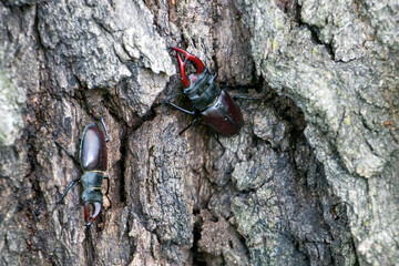 Stag beetle males. Stag beetles on an old oak tree. Lucanus cervus