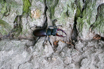 Male stag beetle. Stag beetle at the foot of an old oak tree. Lucanus cervus