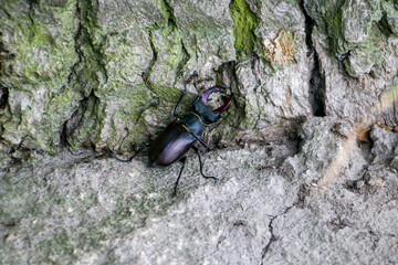 Male stag beetle. Stag beetle at the foot of an old oak tree. Lucanus cervus