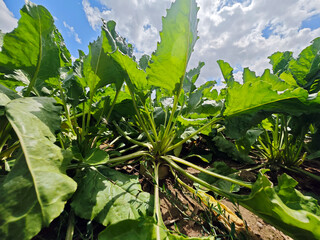 Lush green leaves of sugar beets thriving in a field under a bright blue sky during mid-afternoon sun