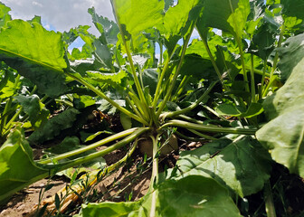 Lush green leaves of sugar beets thriving in a field under a bright blue sky during mid-afternoon sun