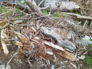 Forest Floor with Fallen Branches and Tree Debris