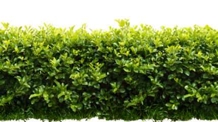 Dense rectangle shaped shrub hedge with vibrant green foliage, creating a natural divider, isolated on a transparent background, PNG image, PNG file.