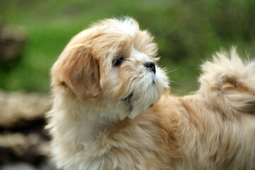 small dog puppy lhasa apso shih tzu close up cute doggy