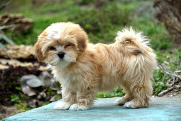 
small dog puppy lhasa apso shih tzu cute dog nature