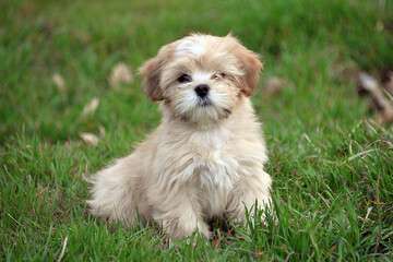 little dog puppy lhasa apso shih tzu sitting on green grass cute dog