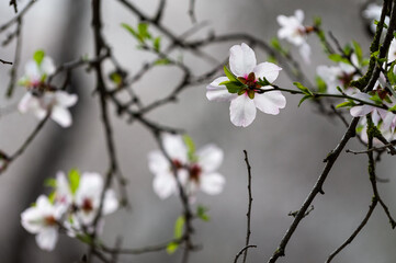 White, abundant almond blossoms in full flower at the height of spring in Israel.