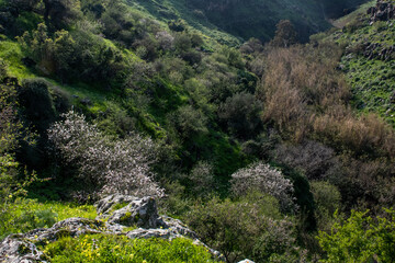 Wild almond trees in full flower blossom at the height of spring on a hillside in the mountains of...