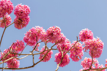 Detalhes de galhos de ipê rosa com muitos cachos de flores, com céu azul ao fundo.
