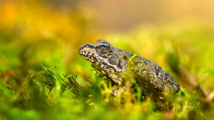 Young Lowland frog among on moss in a forest. Pelophylax ridibundus, Touraine, Indre et Loire 37, région Centre Val de Loire, France, European Union, Europe