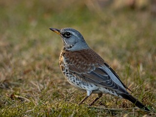 Fieldfare (Turdus pilaris) in early spring.