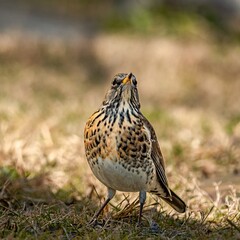 Fieldfare (Turdus pilaris) in early spring.