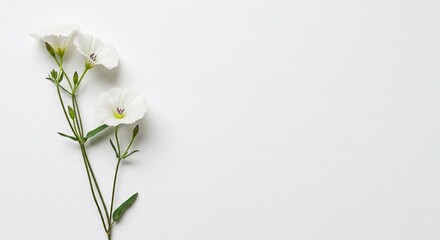 白く可憐な花が優しく咲く、白い背景のシンプルで美しい写真