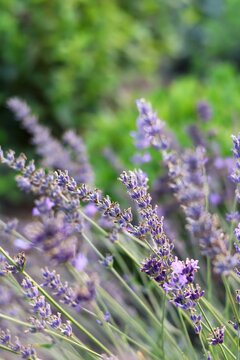 macro de ramas de lavanda con fodo desenfocado 