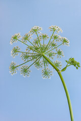 Close up shot of wild carrot flower on blue background
