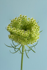 Close up shot of wild carrot bud flower on blue background