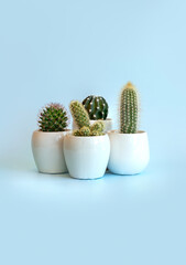 Different types of potted cacti on a blue background