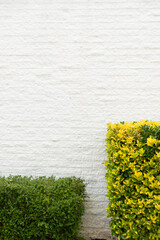 Decorative landscaping, trimmed shrubs against the wall of a white brick house
