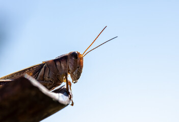 Grasshopper on a ledge