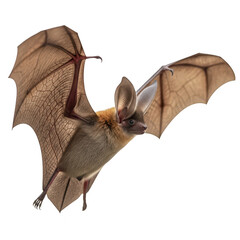 Obraz premium a brown bat with large ears and wings spread wide, captured in flight and isolated on a transparent background