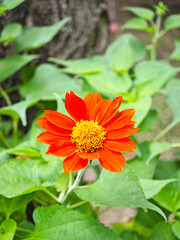 orange zunnia blossom in garden