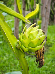 young dragon fruit on tree