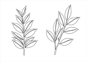botanical one line art, continuous, vector illustration, isolated on white background
